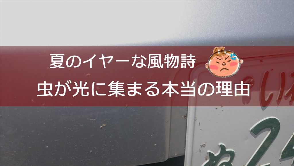 虫が光に集まる本当の理由｜白河市･棚倉町の洗車専門店