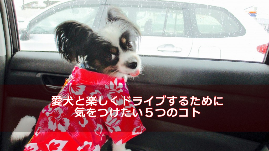 愛犬と楽しくドライブするために気をつけたい５つのコト